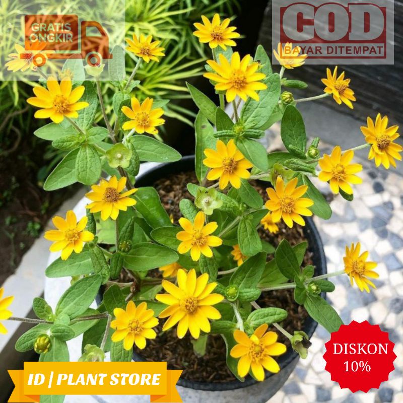 Tanaman hias bunga matahari-tanaman hidup-bunga matahari-bunga hidup murah-benih bunga-