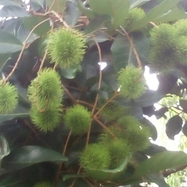 ekosuyadi50m0j