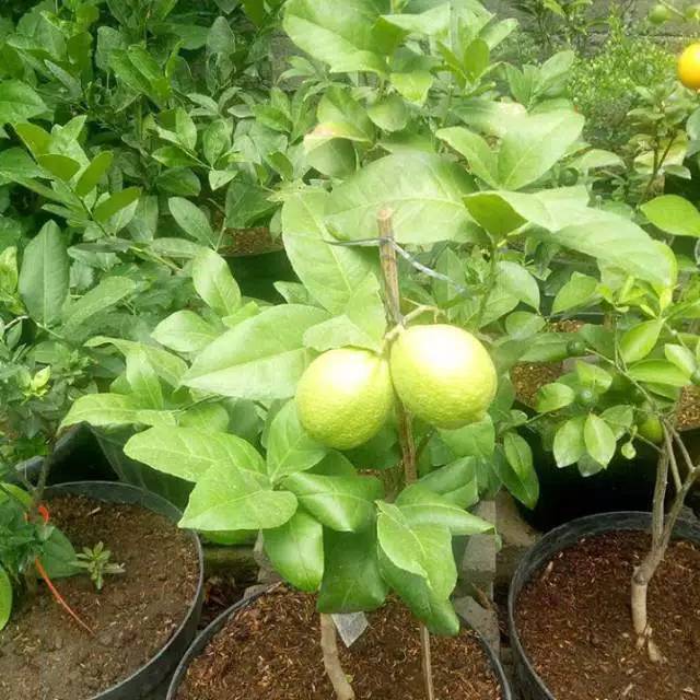 Bibit Lemon Eureca Sangat Subur
