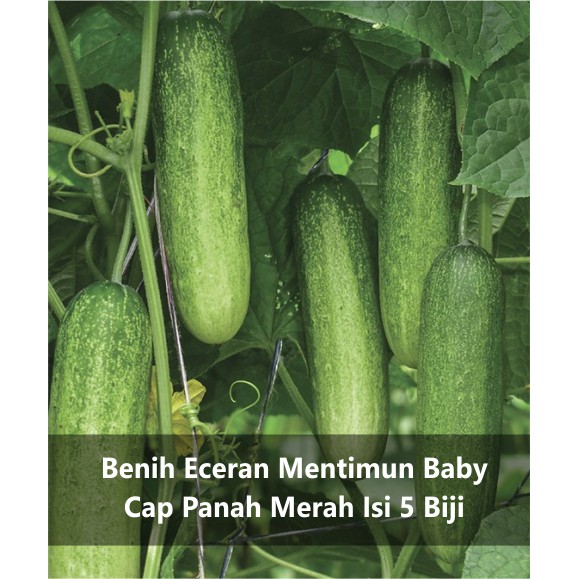 Benih Eceran Mentimun / Timun / Ketimun Cap Panah Merah