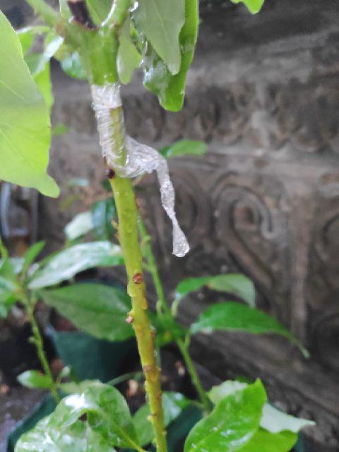 Termurah/ Paling Murah Pakettt 3batang Bibit Tanaman Buah Alpukat Lam Hass