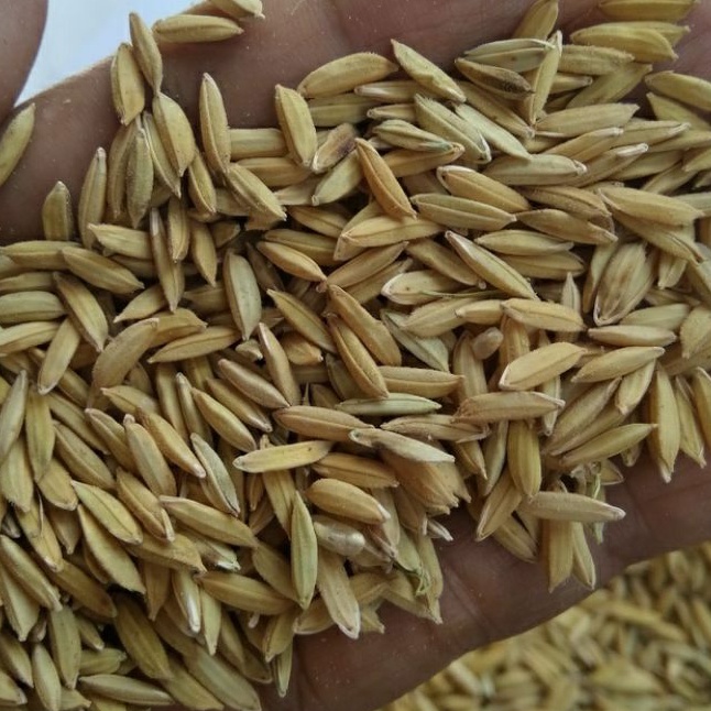 Jual Gabah Padi Beras Putih Kering,,,konsumsi//Pakan Ternak Ayam Burung ...