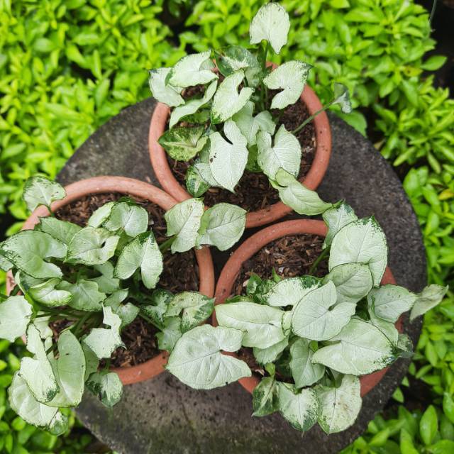 TANAMAN HIAS SYNGONIUM + POT TANAH LIAT/ POT PUTIH/ POT HITAM