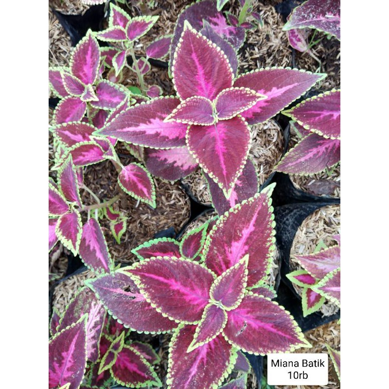 Tanaman Miana Batik / dwarf coleus, flame nettle, dan painted leaves / Miana (Coleus scutellarioides