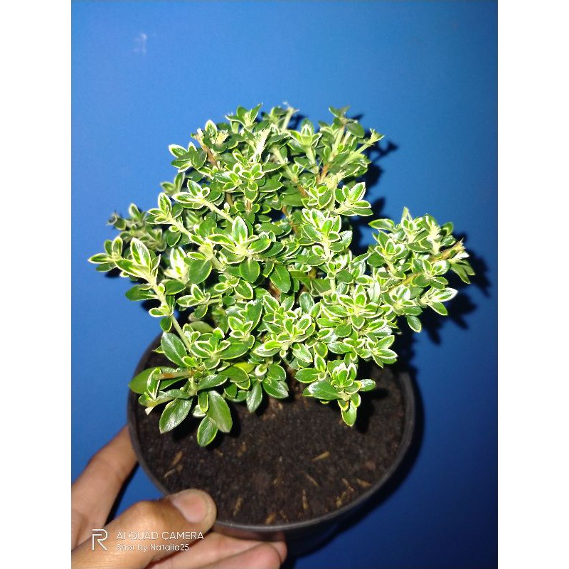 paket dua Tanaman Hias Bunga Hidup Bahan Bonsai Hingkip Varegata Hijau Indoor / Seribu Bintang