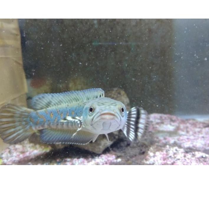 

READY STOCK* Channa blue pulchra 5-6 cm Grade A BEST SELLER!!!