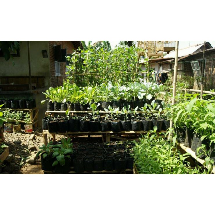 TERMURAH Benih Sayuran Bibit Sayuran Hidroponik Kangkung Bayam Kol Kubis Sayur Sawi Pakcoy Selada-3