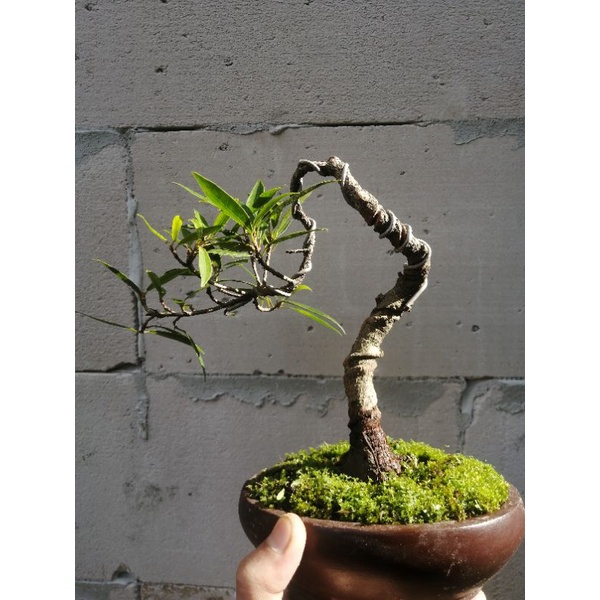 bonsai mame ficus beringin california