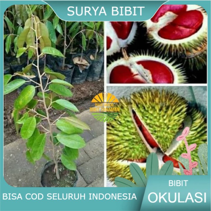 Asli Bibit durian merah super Terlaris