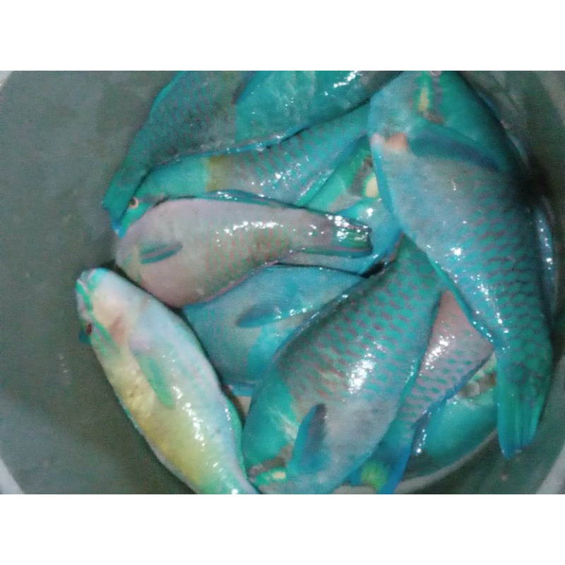 

Ikan segar Ikan kakatua