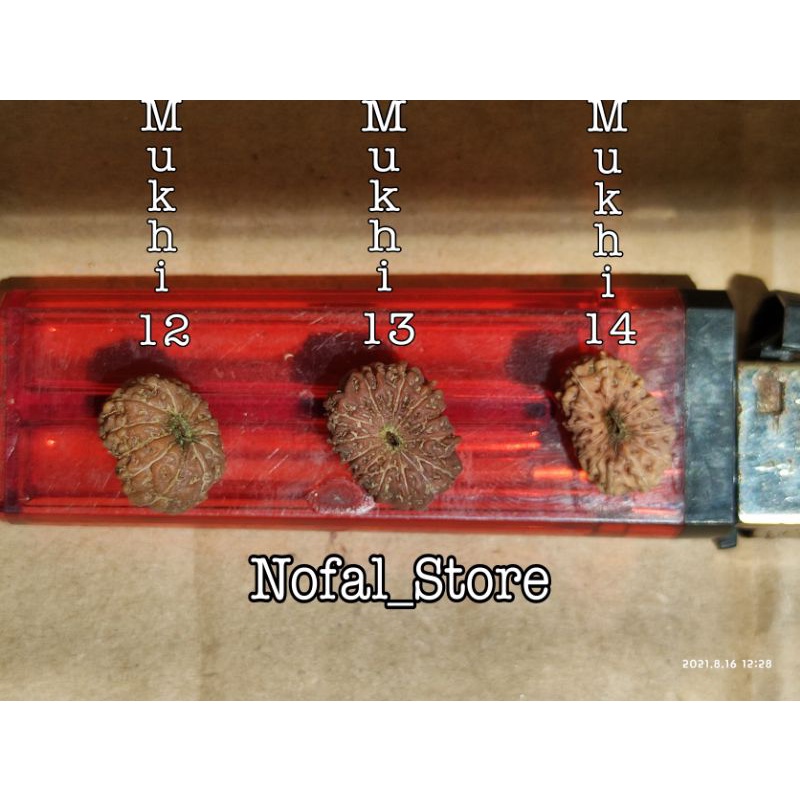 JENITRI RUDRAKSHA 1 PAKET ( MUKHI 12-13-14 ) NEW