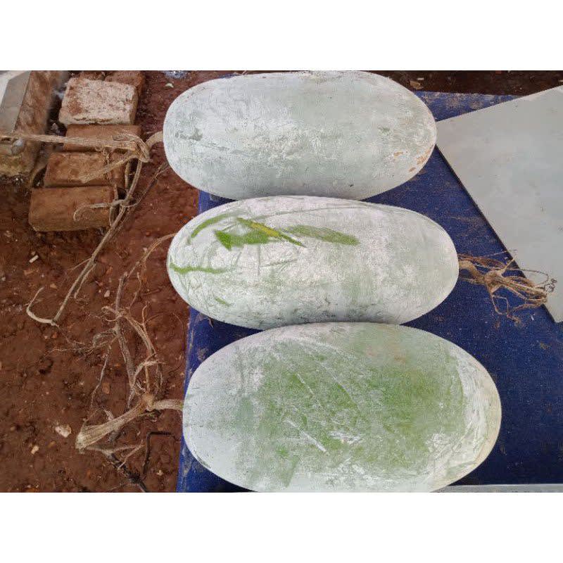 

buah kundur wintermelon 2-3kg Hasil Kebun Sendiri