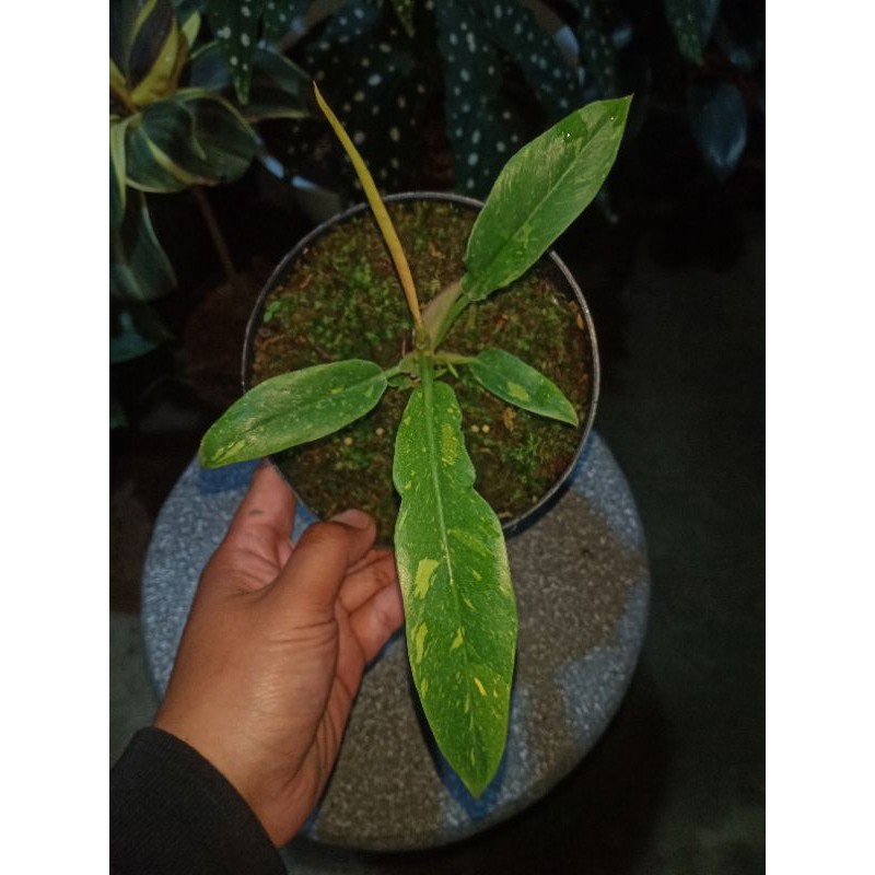 PHILODENDRON RING OF FIRE VARIGATA