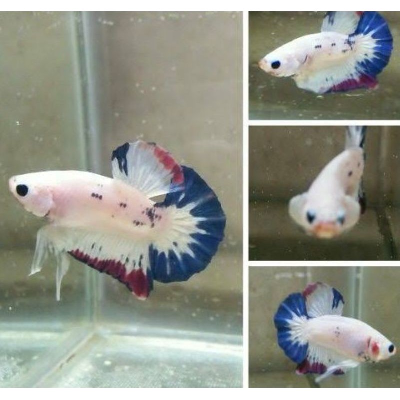 PAKETAN IKAN CUPANG 1 PAIR (sepasang) (blue panda, DOTDOT, FLAMENGGO, FANCY)