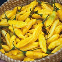 Benih Bibit Biji - Cabai Yellow Lemon Drop Aji Limo Cabai Beraroma Citrus / Buah Lemon Pepper Seeds