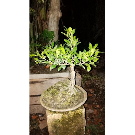 iprik vs,kimeng sdh mnyatu on the rock