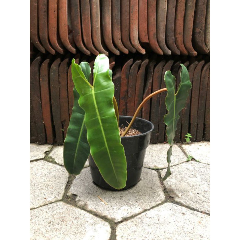 Philodendron Kabel Busi