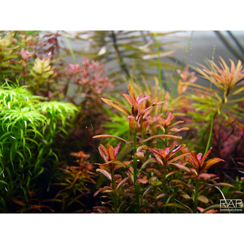 Rotala Ramosior Sunset ( Tanaman Aquascape Tumbuhan Air Hidup Hiasan Dekorasi Pohon Aquarium )