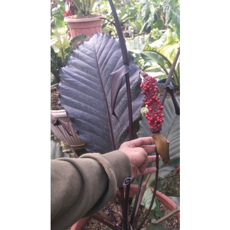 Anthurium black / black burgundy (benih)
