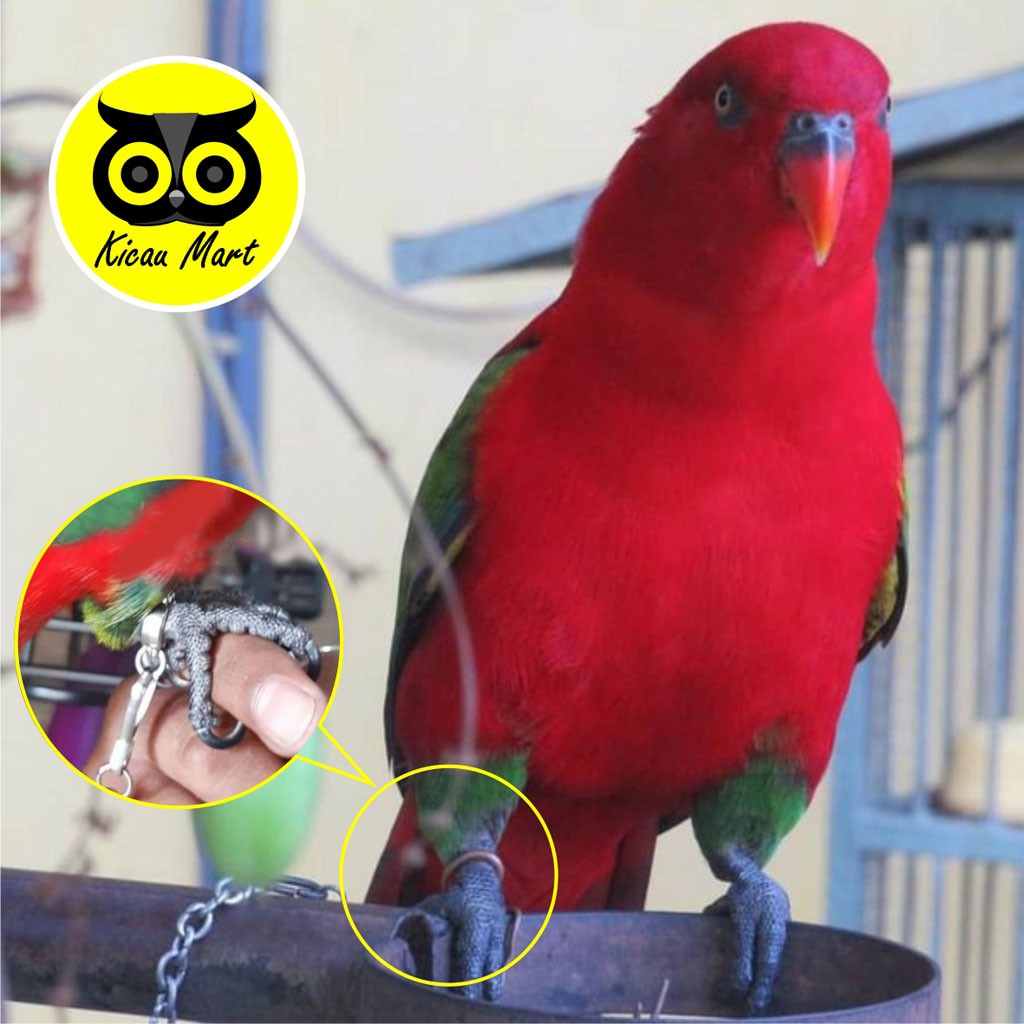 RANTAI BORGOL UJUNG BESI RING PENGAMAN IKAT KAKI BURUNG NURI BEO BETET HANTU ALBA PARROT RNBR1AJ