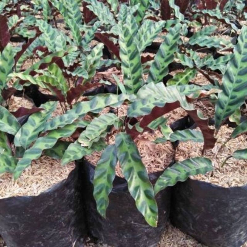 Tanaman hias calathea ekor ayam