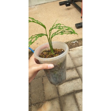 Monstera obliqua peru