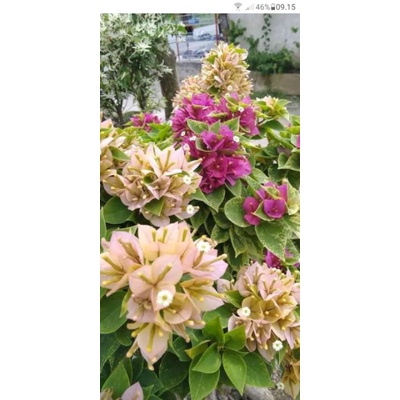 bunga Bougenville singapur varigata