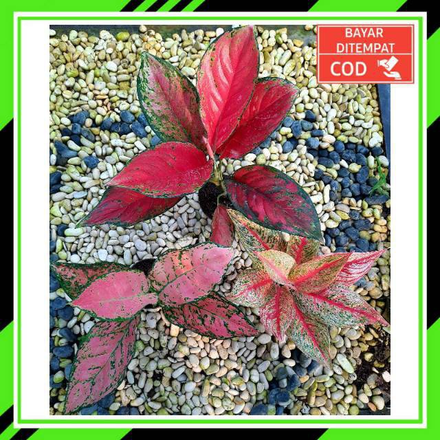 [✅COD] PAKET AGLONEMA - 3 POHON / BUNGA AGLONEMA / TANAMAN HIAS AGLONEMA PAKET MURAH