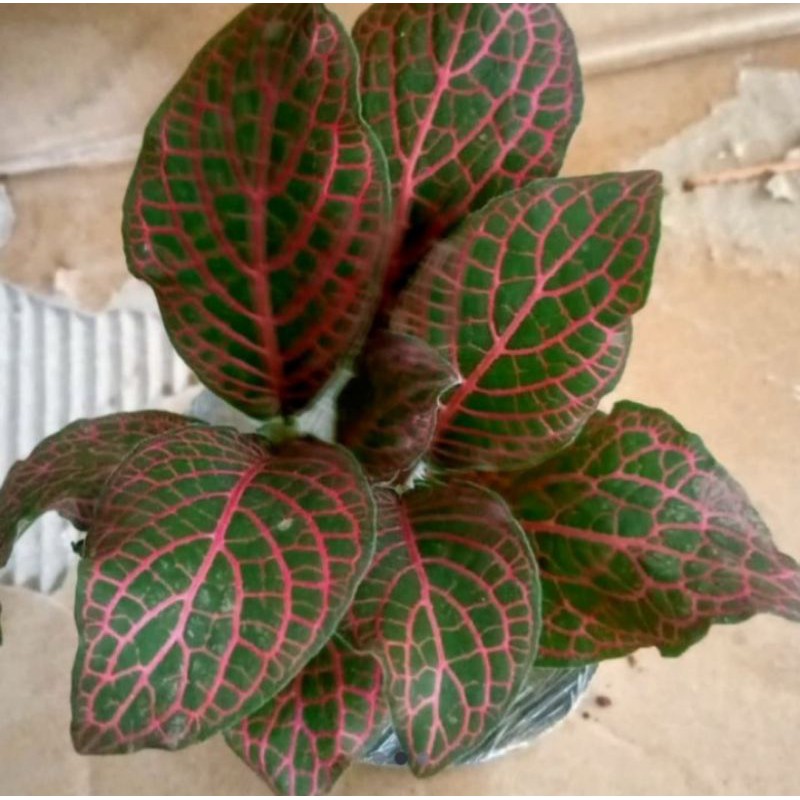 Tanaman hias episcia Pitonia mutiara merah / Pohon pitonia merah