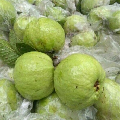 

Jambu kristal 1kg