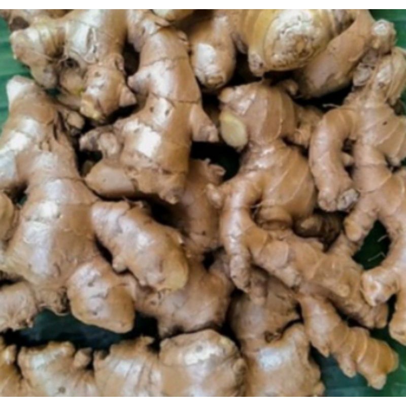 

Jahe gajah Segar fresh (1 kg)