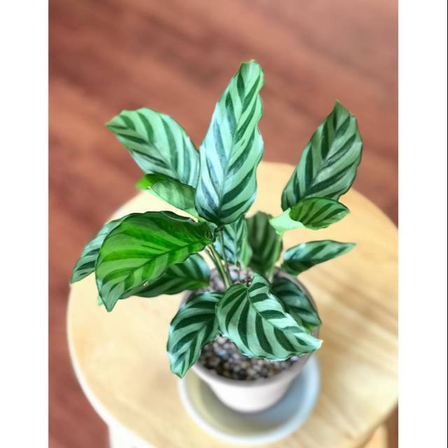 Tanaman hias calathea freddie / calathea freddie / tanaman calathea / calathea / calathea