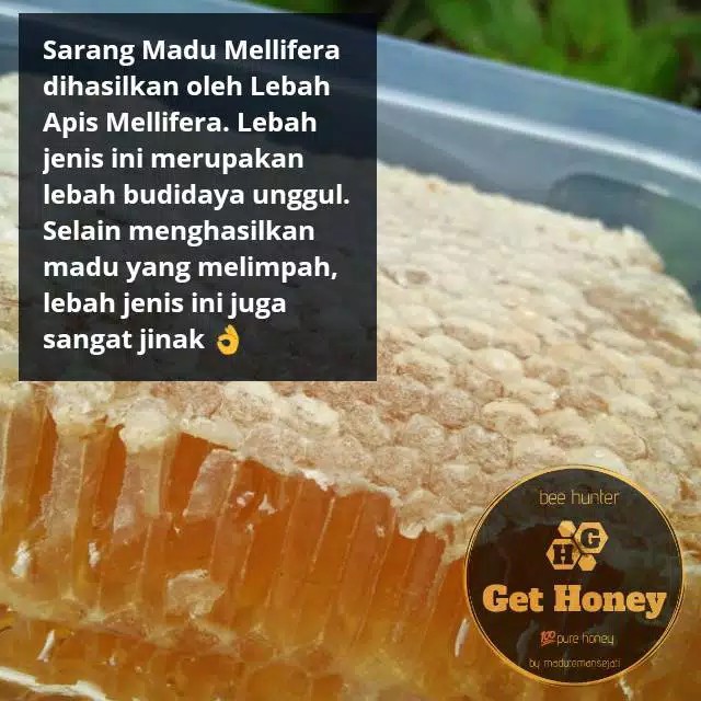 Madu Sarang Alami Asli Sarang Lebah Asli 100% Madu Melifera Premium Netto 250g