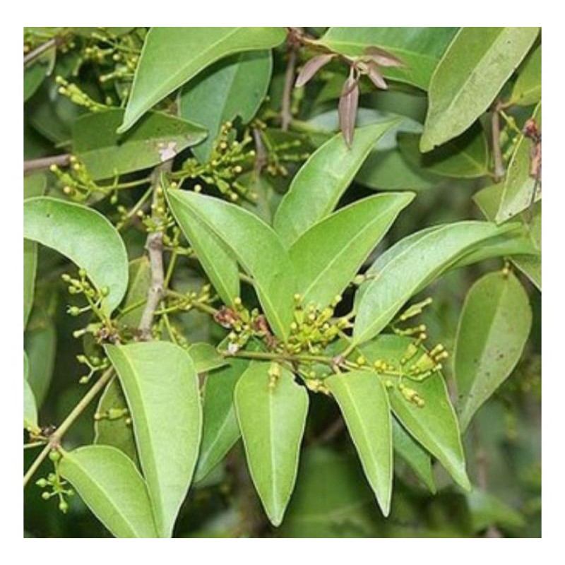 

Daun Kemladeh kelor, Benalu kelor asli segar, kemladean kelor