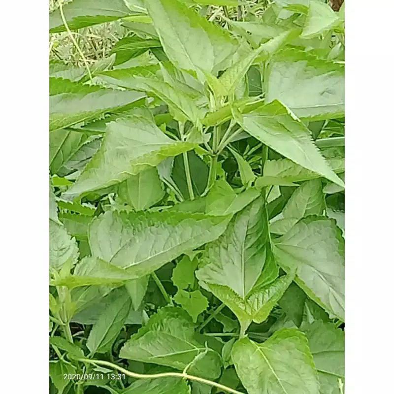 

DAUN KIRINYUH SEGAR 1KG TERMURAH