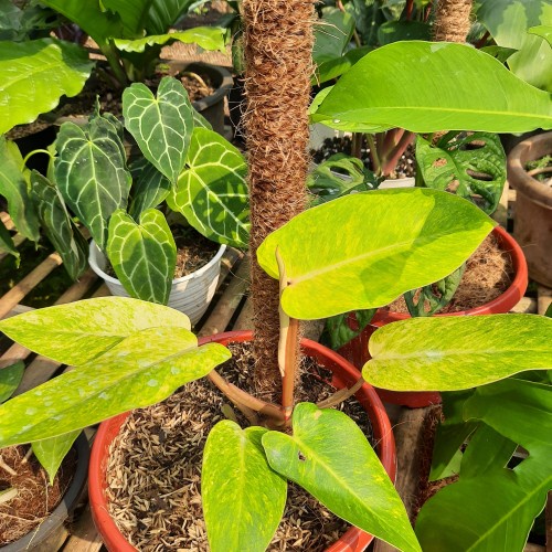 TANAMAN HIAS PHILODENDRON PAINTED LADY TANAMAN PHILO MURAH TANAMAN PHILODENDRON MURAH