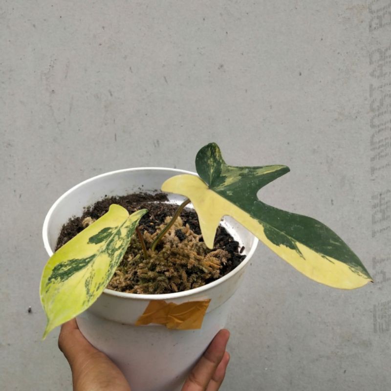 philodendron florida beauty