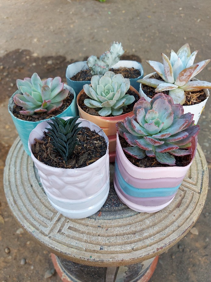 Sukulen Dan Kaktus | Euphorbia Lactea Crested