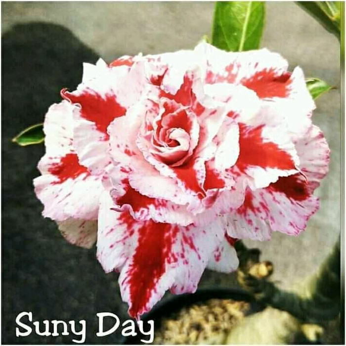 

bibit adenium kemboja jepang bunga tumpuk suny day