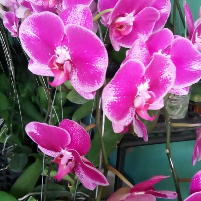 tanaman hias anggrek bulan - anggrek bulan bunga ungu