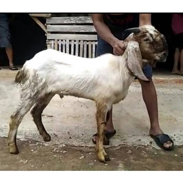 

Kambing Qurban -+25-27kg