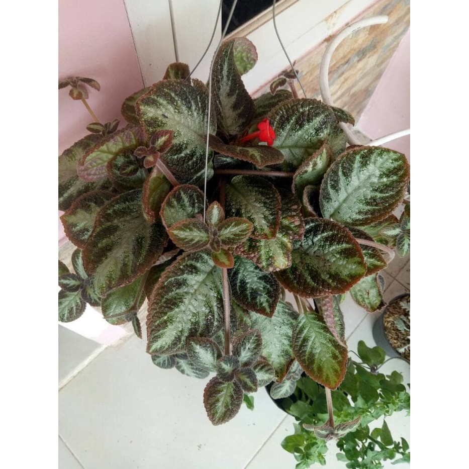 tanaman bunga episcia cupreata/daun beludru