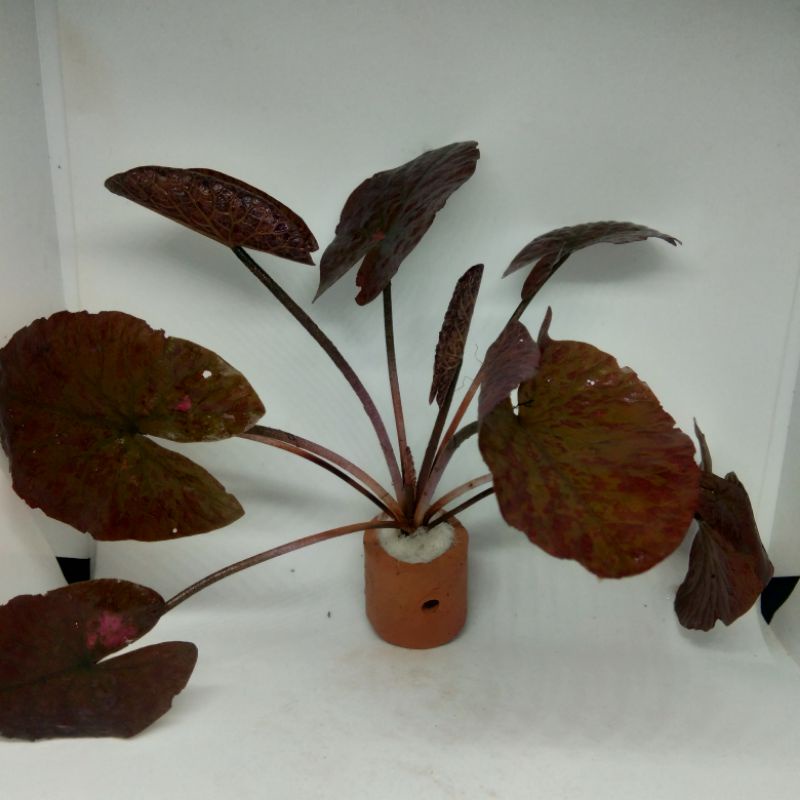 Nymphaea Lotus (Tiger Lotus) Tanaman Aquascape - Tanaman Hias Aquarium Media Pot