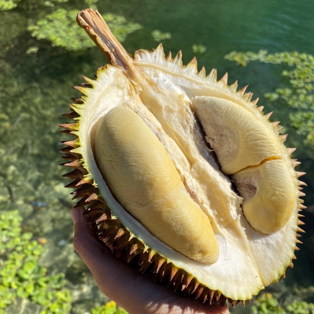 Bibit durian D24 okulasi kualitas super
