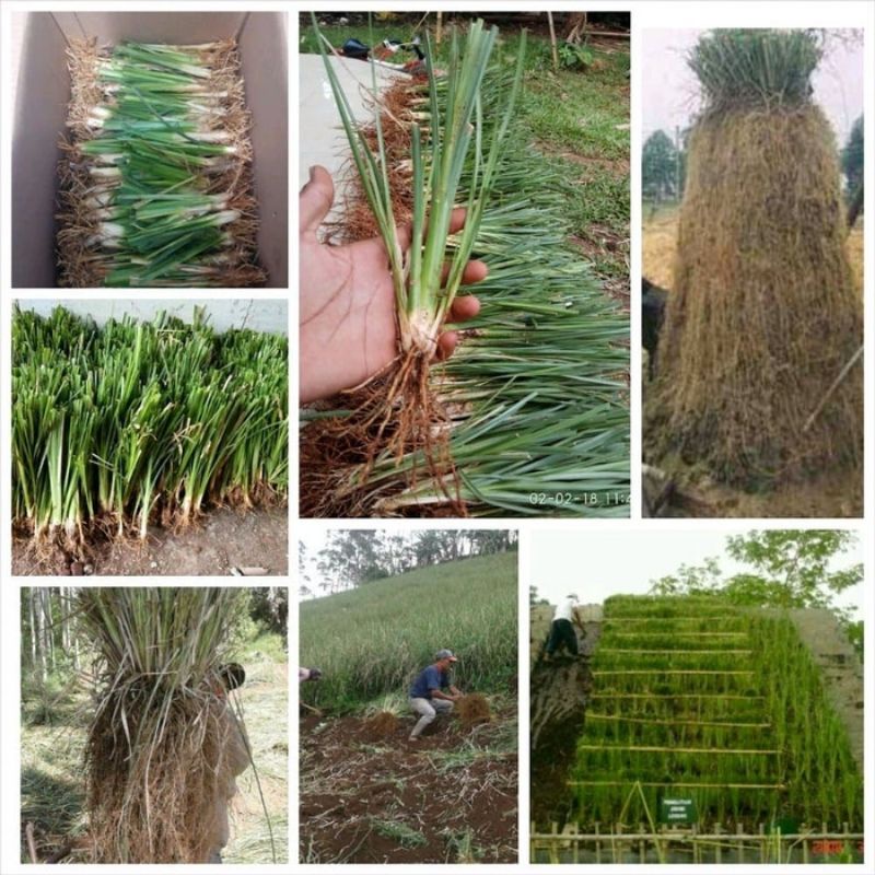 Rumput vetiver Akar wangi, Rumput vetiver, Rumput penahan longsor ,Per batang