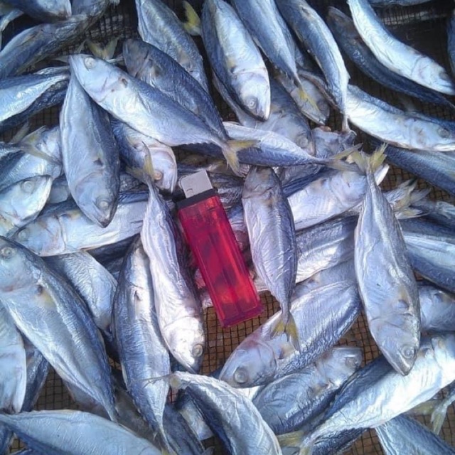 

Ikan Gembung Asin 500 gram