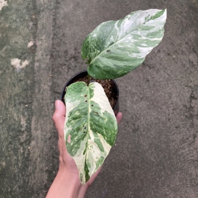 epipremnum pinnatum variegata