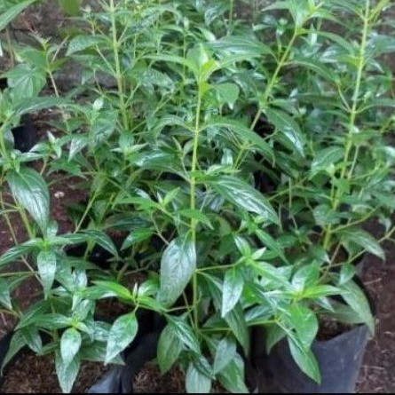 Tanaman herbal sambiloto - pohon sambiloto