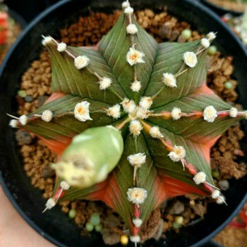 Paket 10pcs Biji Benih Kaktus LB ORIGINAL Variegata