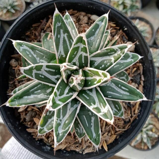 Agave victoriae reginae compacta
